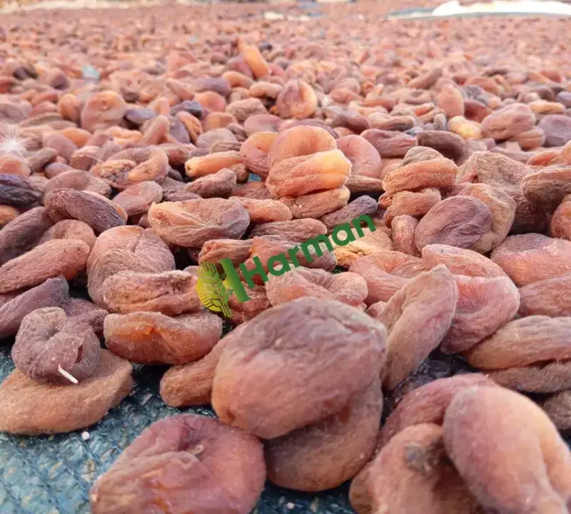 Gün kurusu Kayısı Malatya
