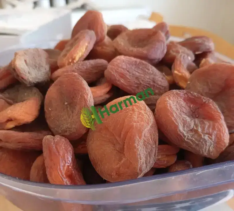Gün kurusu Kayısı Malatya