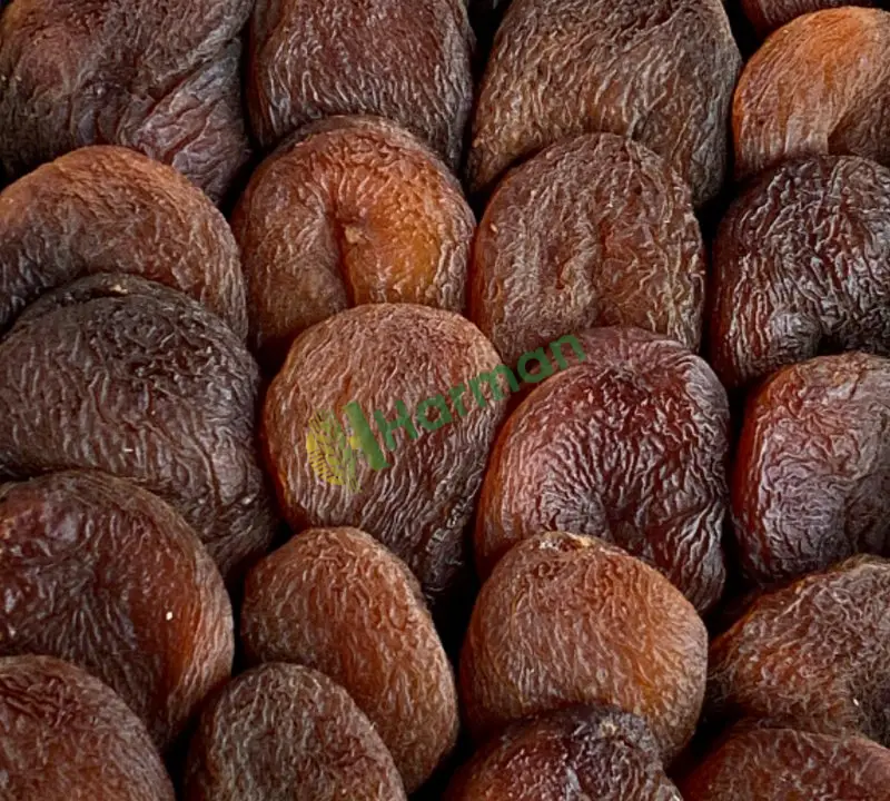 Günkurusu kayısı