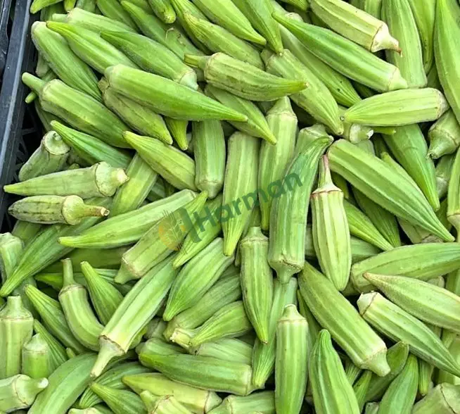 BAMYA hal fiyatı