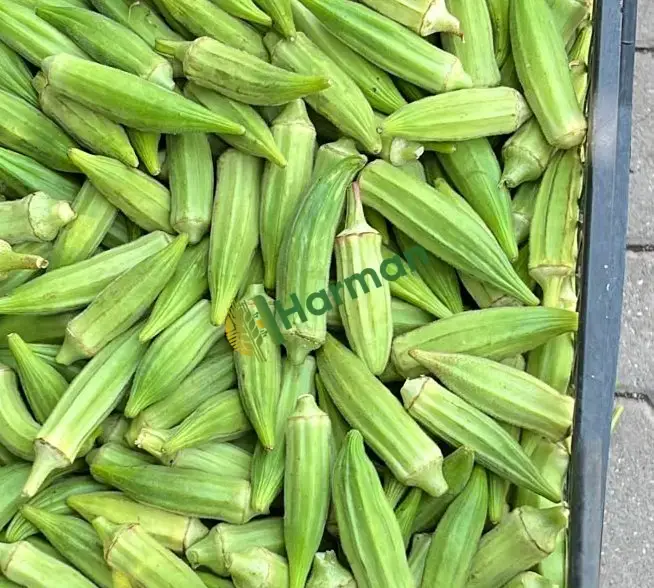 Günlük bamya