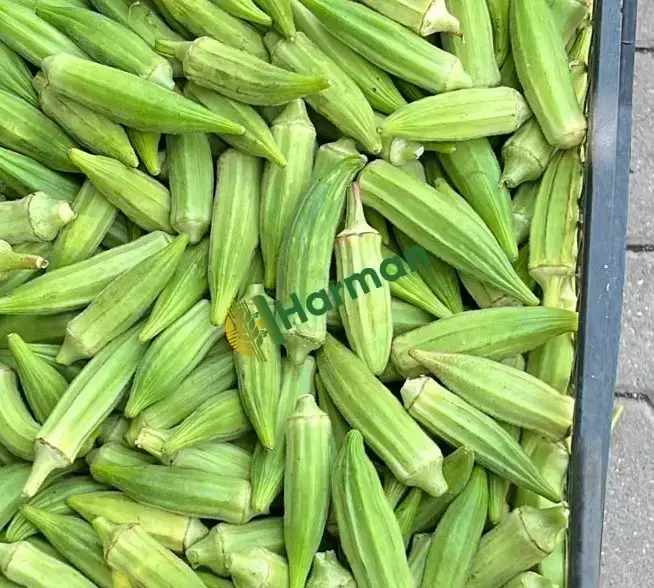Günlük bamya
