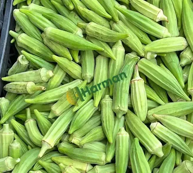 Günlük bamya