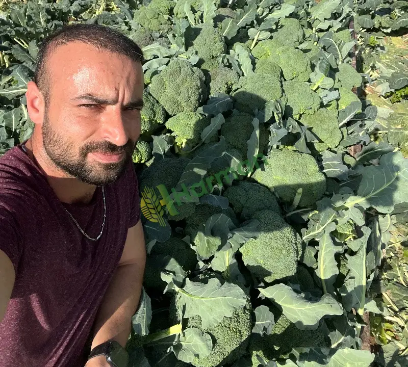 Günlük brokoli