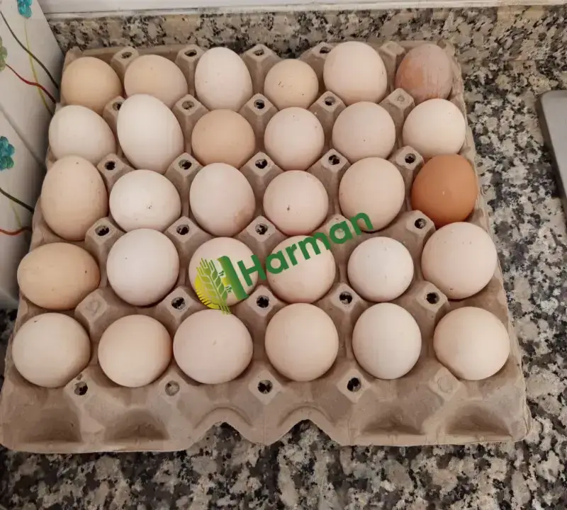 Günlük gezen tavuk yumurtası