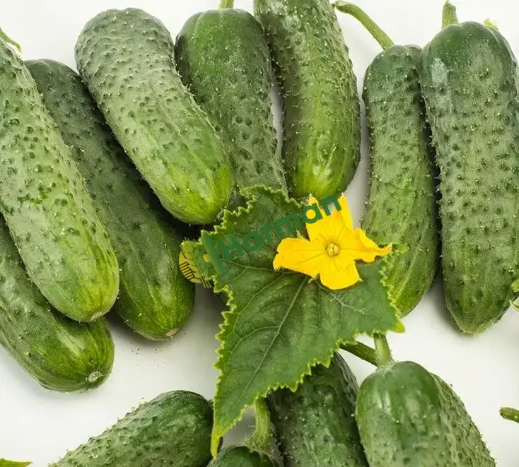 Salatalık