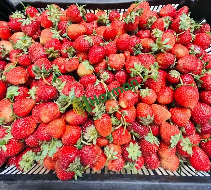 Günlük Organik Hüyük Çileği Tarladan Satışa🍓