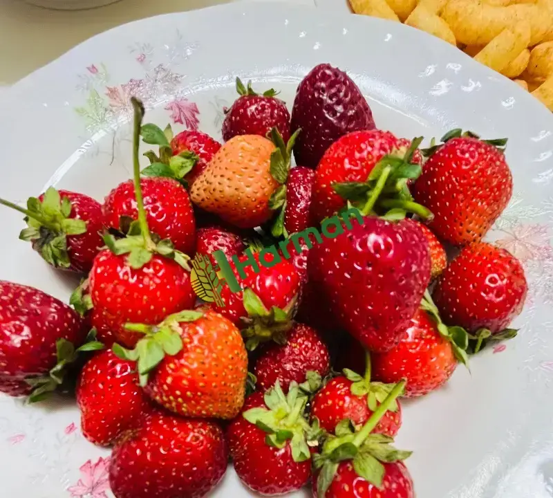 Günlük Organik Hüyük Çileği Tarladan Satışa🍓