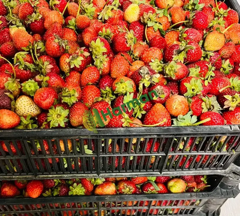 Günlük Organik Hüyük Çileği Tarladan Satışa🍓