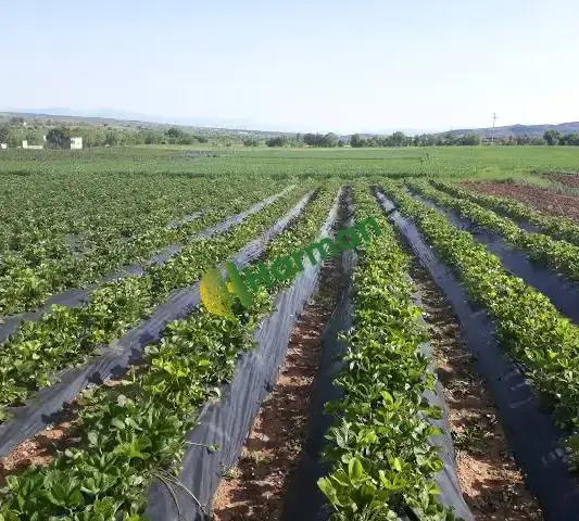 Günlük Organik Hüyük Çileği Tarladan Satışa🍓