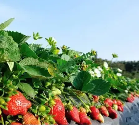 Günlük Organik Hüyük Çileği Tarladan Satışa🍓