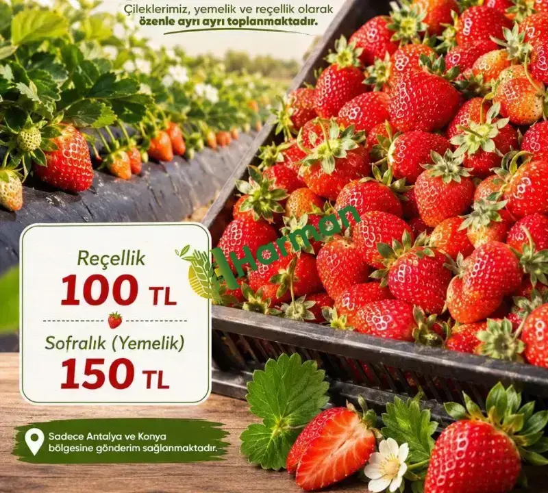 Günlük Organik Hüyük Çileği Tarladan Satışa🍓