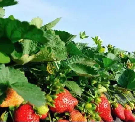 Günlük Organik Hüyük Çileği Tarladan Satışa🍓