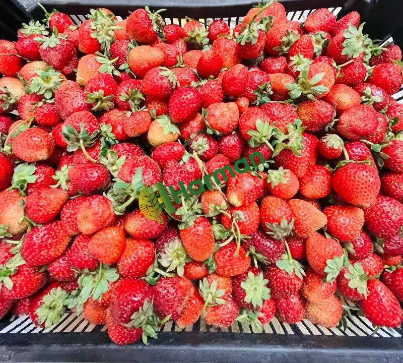 Günlük Organik Hüyük Çileği Tarladan Satışa🍓