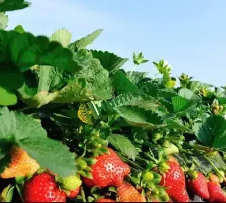 Günlük Organik Hüyük Çileği Tarladan Satışa🍓
