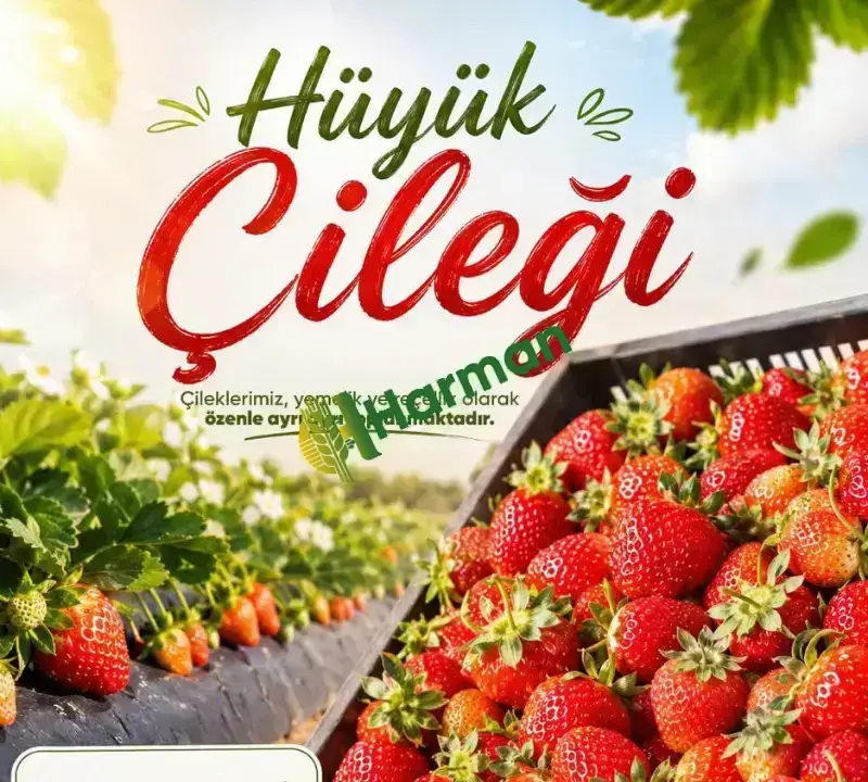 Günlük Organik Hüyük Çileği Tarladan Satışa🍓