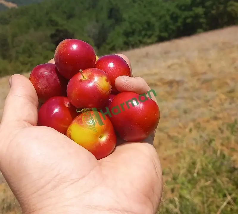 Günlük taze dalından (iZMiT)