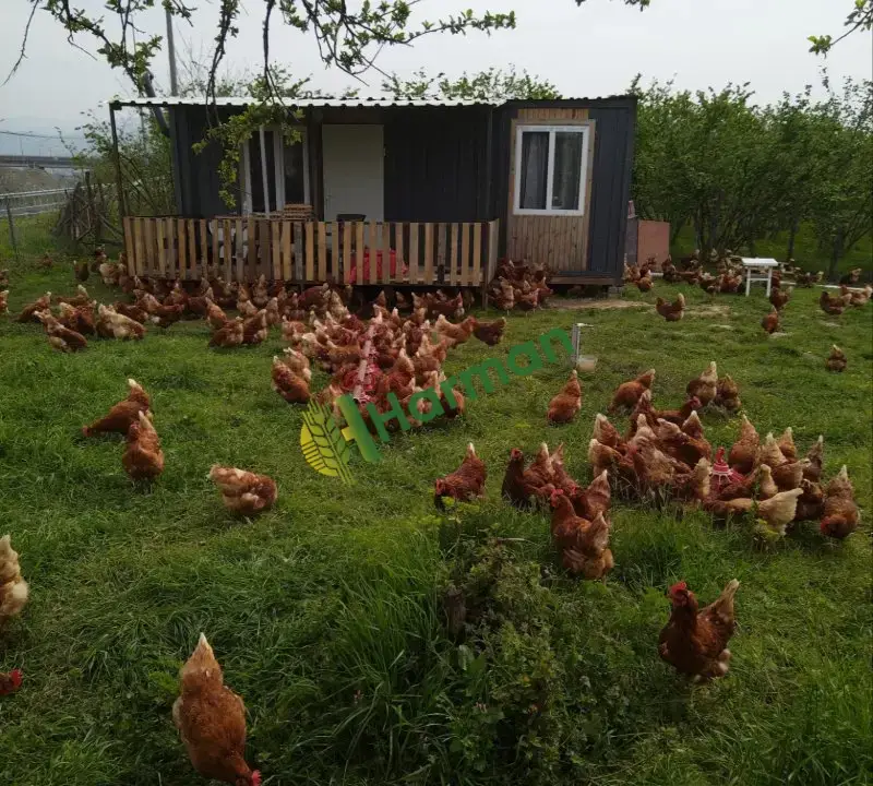 Günlük taze gezen tavuk yumurtası
