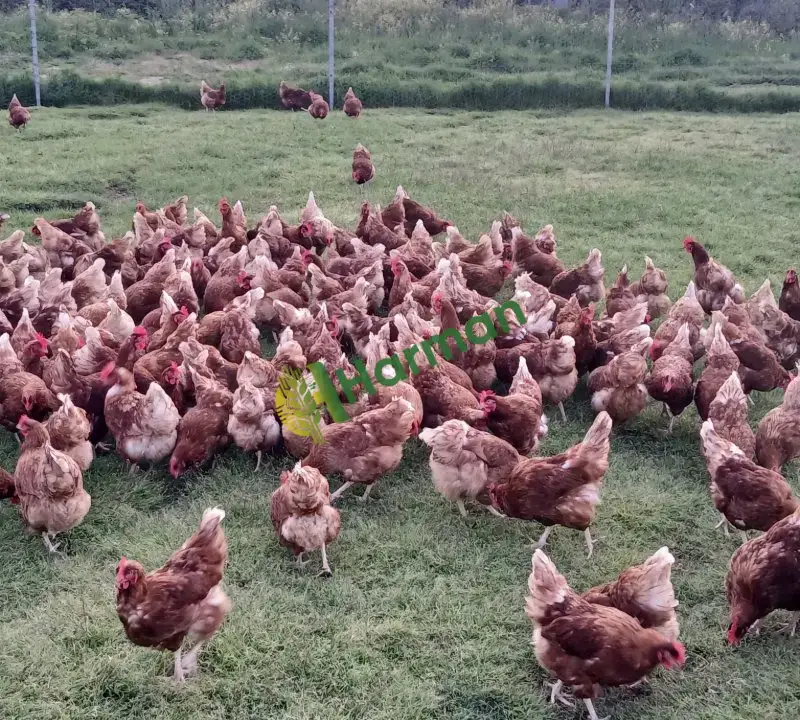 Günlük taze gezen tavuk yumurtası