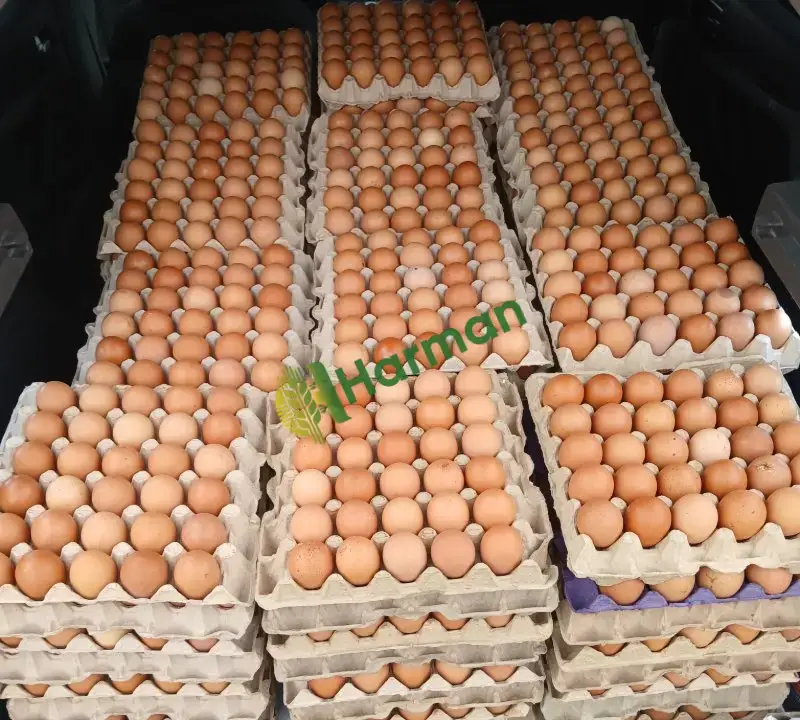 Günlük taze gezen tavuk yumurtası