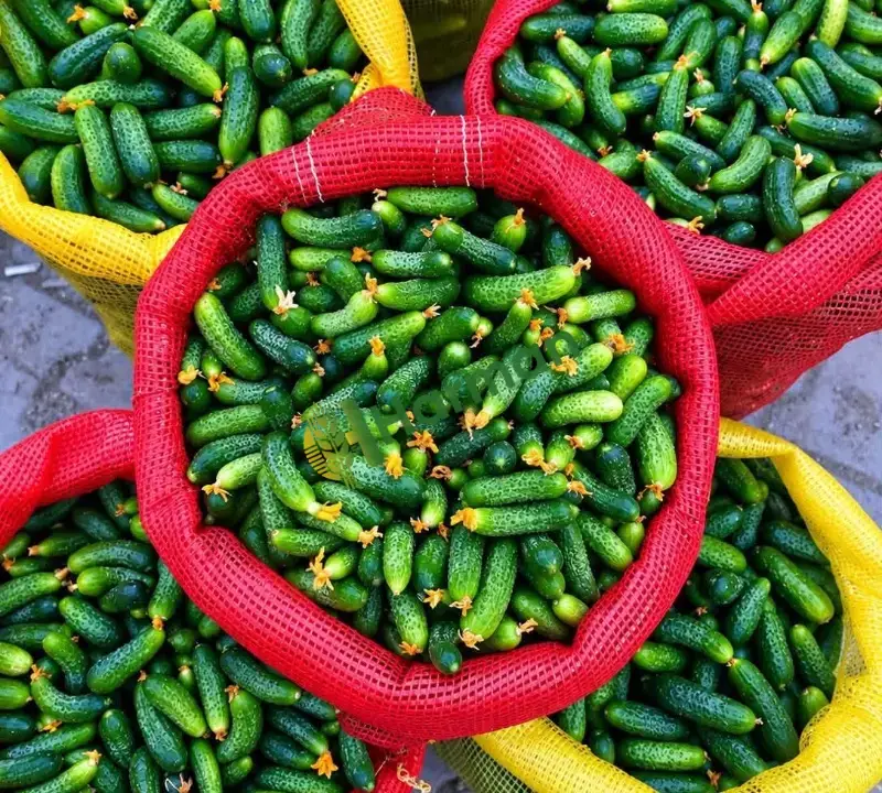 Salatalık