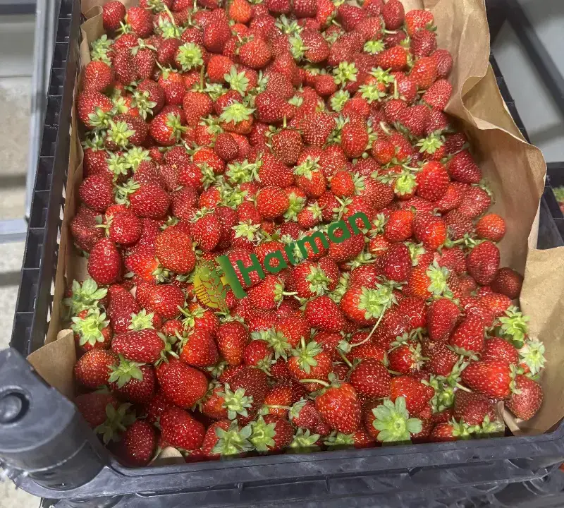 Günlük taze reçellik çilek- Topraksız tarım