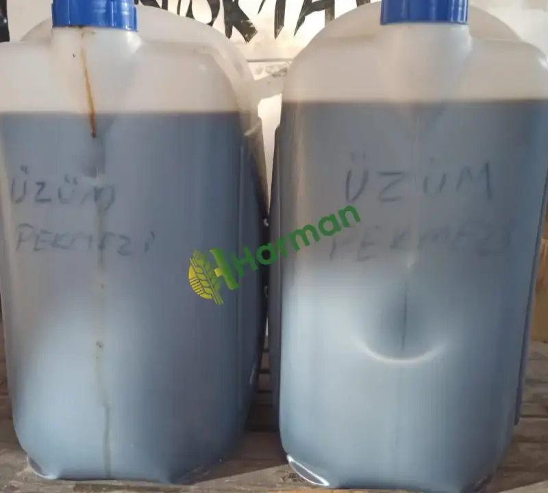 Hakiki üzüm pekmezi