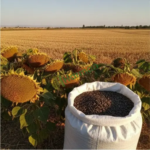Aranan Ayçiçeği Yağlık, Hakkari Merkez