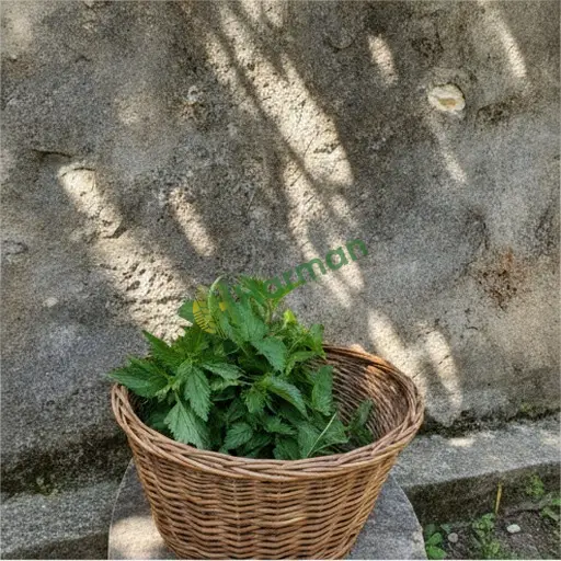 Isırgan otu satıyorum - Hakkari Merkez