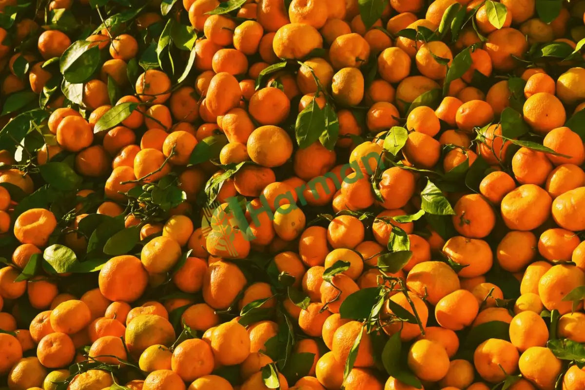 Hale düzenli sevk edilmek üzere dallı taze Satsuma - Hatay Mandalina