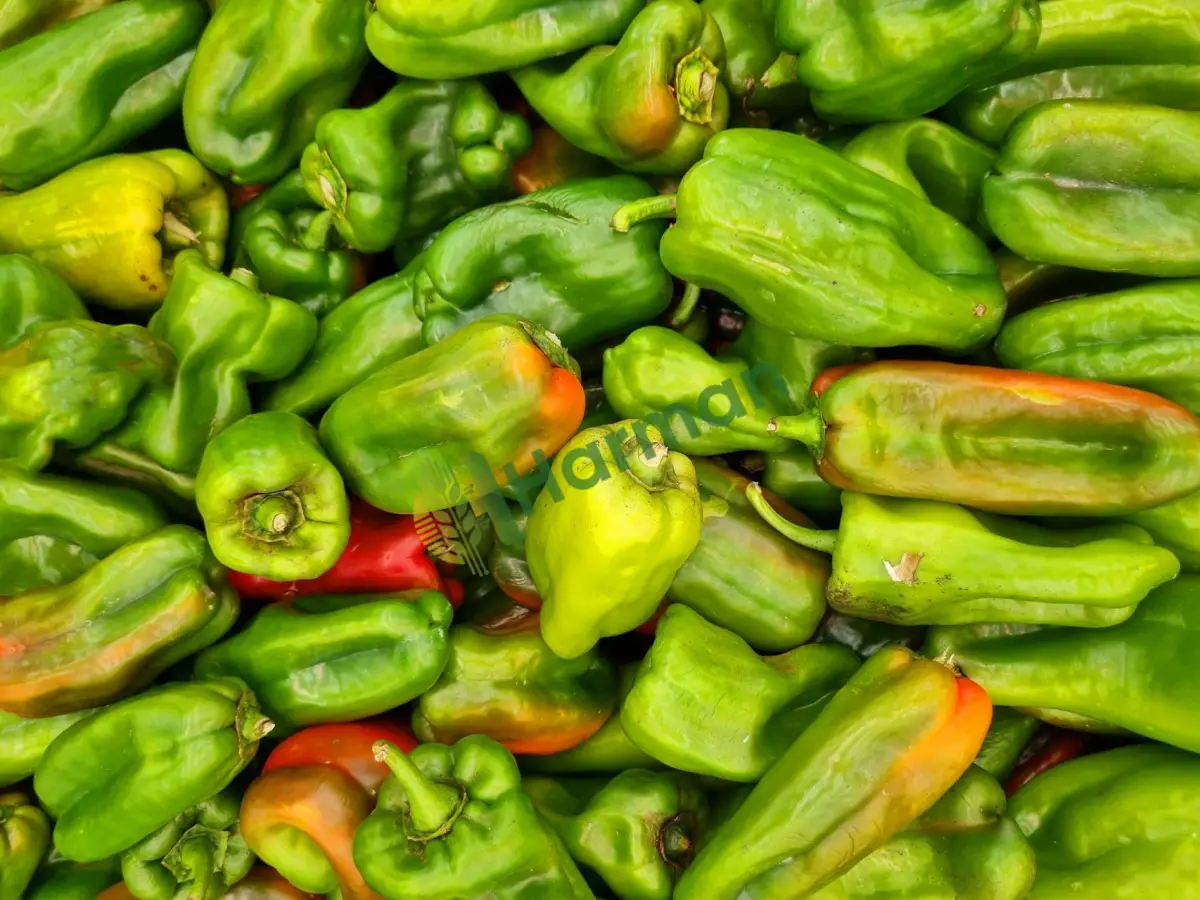 Hale teslim için taze yeşil dolma biber, satılık -Sinop Erfelek