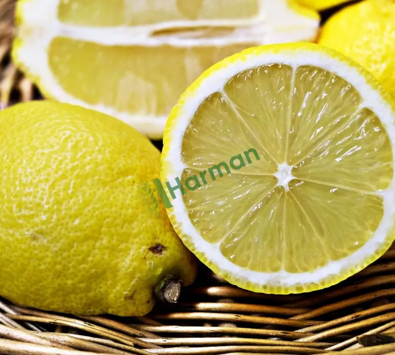 Hallerine plastik kasalı sararmış Mayer limon -Amasya Merkez