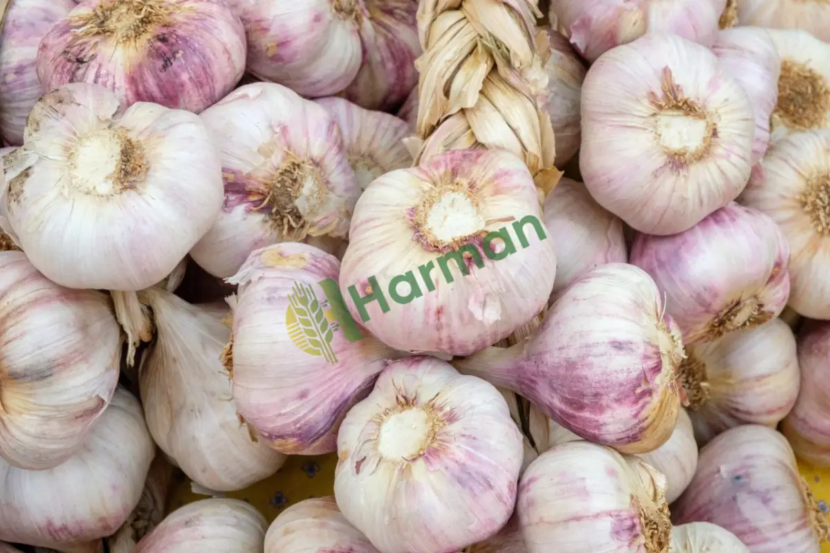 Hanımların ördüğü orijinal örgü sarımsak, satılık -Osmaniye Kadirli