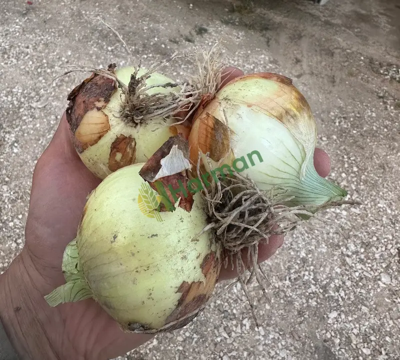 Hastalıksız taş gibi soğan
