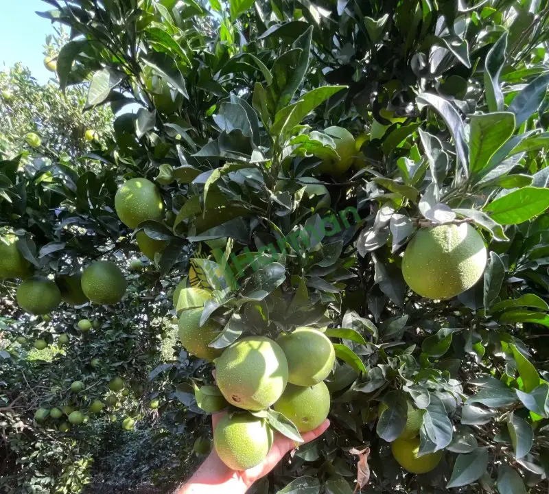 hatay erzin 45 ton novalin erkenci portakal