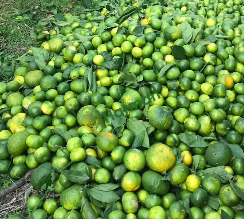 Hatay Erzin Satsuma Mandalina