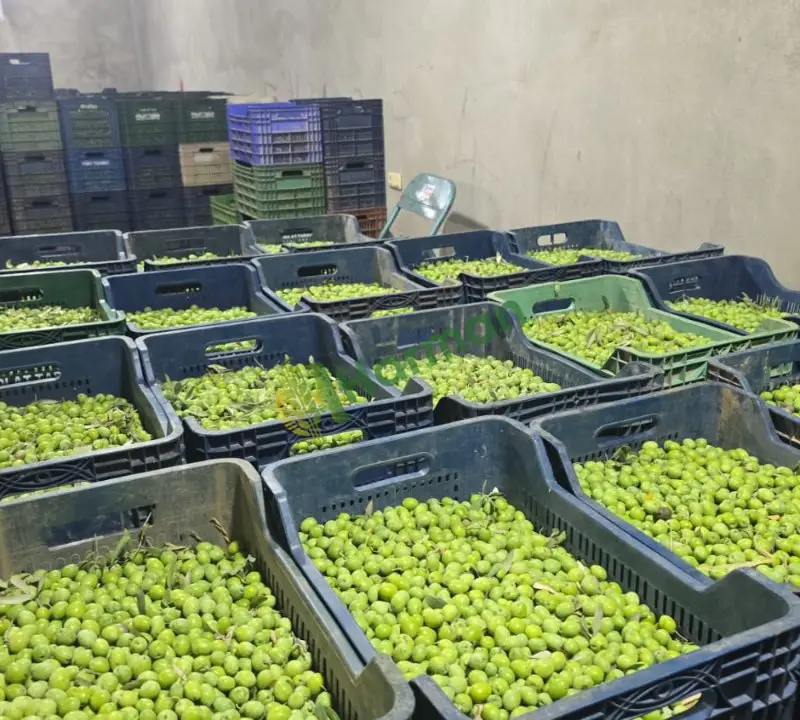 HATAY HASSA'DA DALINDA 30 TON YEŞİL SOFRALIK ZEYTİN – TOPLU SATIŞ