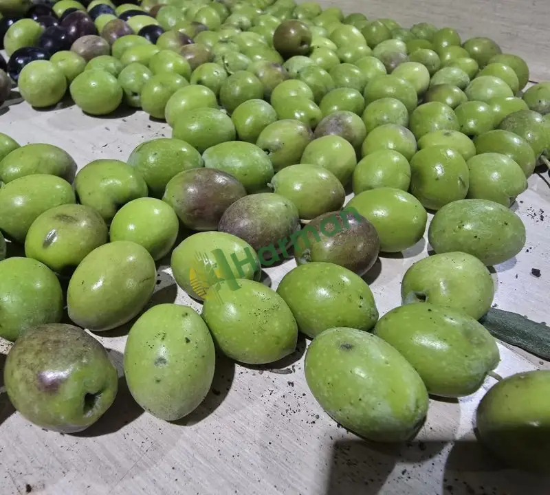 HATAY HASSA'DA DALINDA 30 TON YEŞİL SOFRALIK ZEYTİN – TOPLU SATIŞ