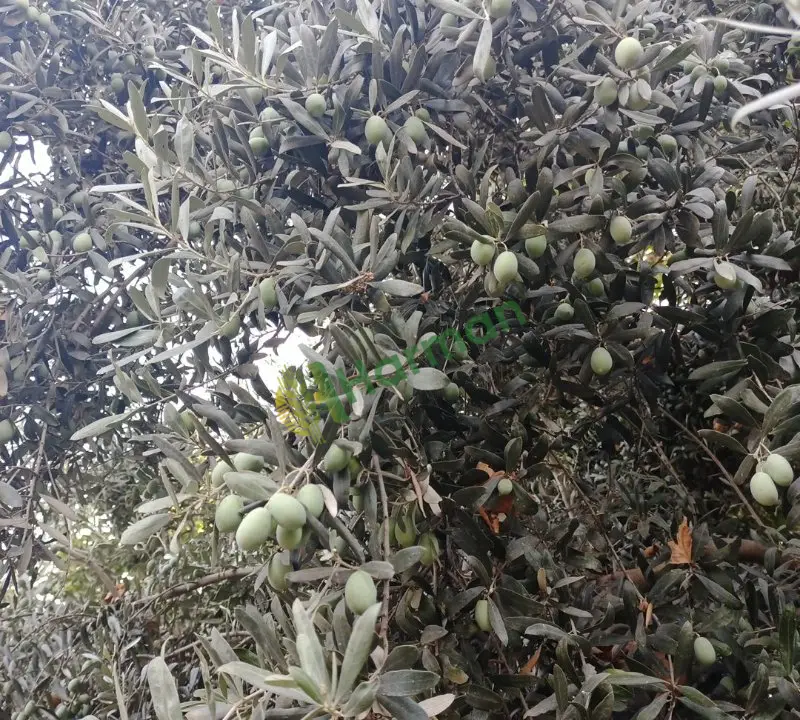 HATAY HASSA'DA DALINDA 30 TON YEŞİL SOFRALIK ZEYTİN – TOPLU SATIŞ