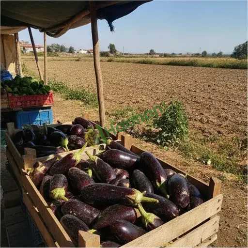 Hatay Defne'de patlıcan satılık