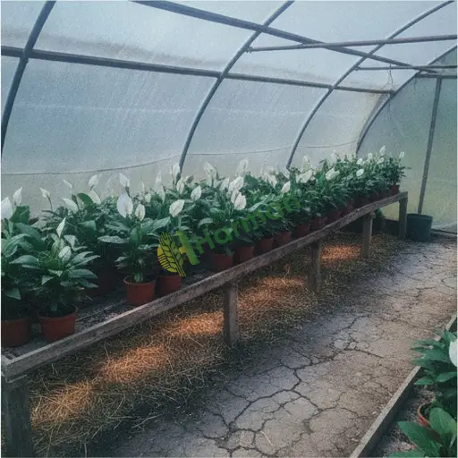 Hatay Dörtyol'da spathiphyllum alıyorum