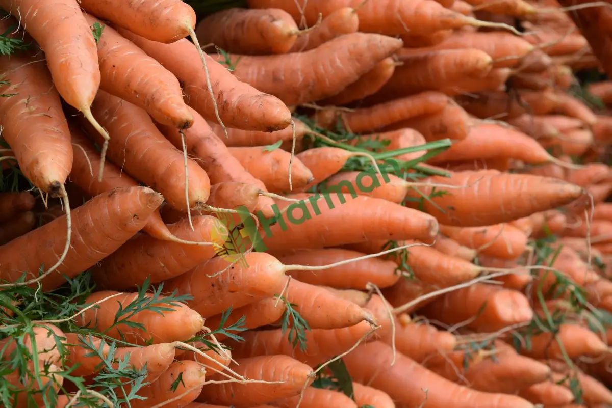 Havuç tarator ve meze üretimi için havuç aranıyor - Samsun İlkadım
