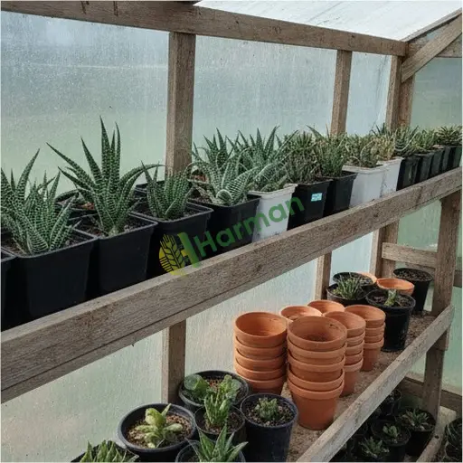 Gaziantep Şehitkamil haworthia alınır
