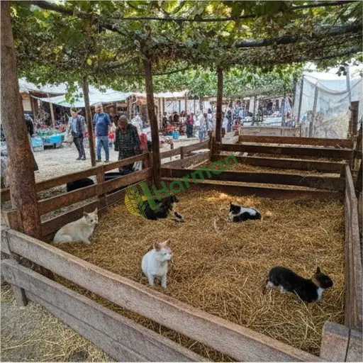 Kayseri Talas'ta hayvan pansiyonu bakım hizmeti lazım