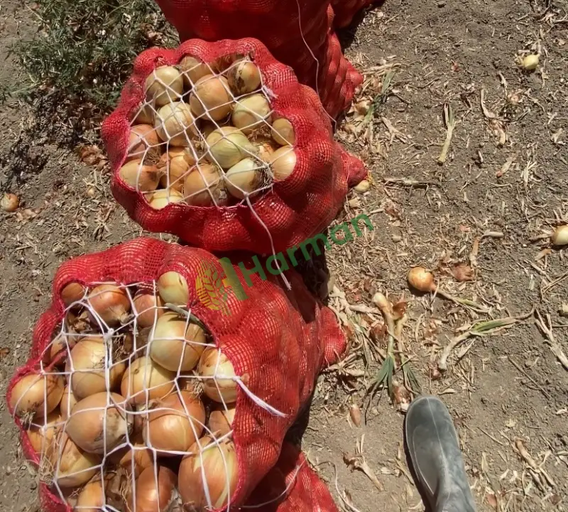 Hibrit kışlık soğan