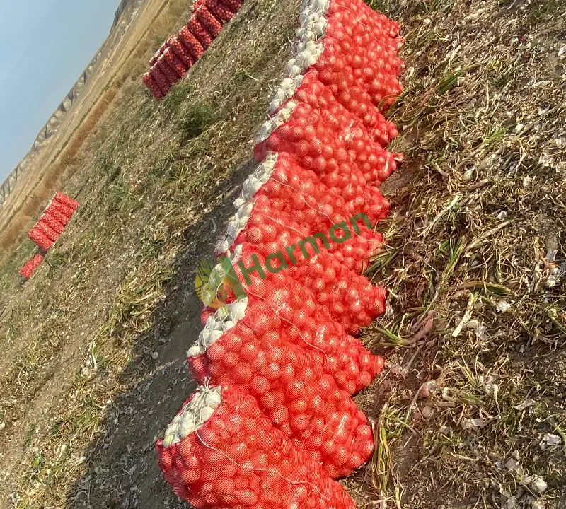 Hibrit kışlık soğan
