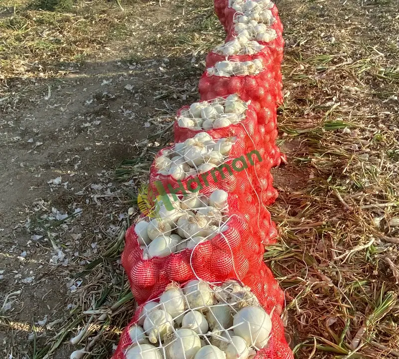 Hibrit kışlık soğan
