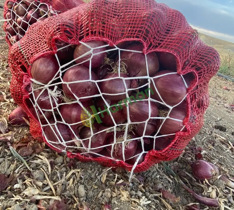 Hibrit kışlık soğan