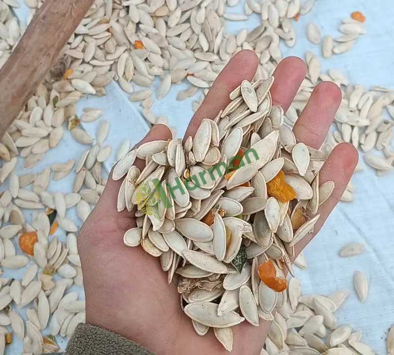 hibrit sivrisi çekirdek