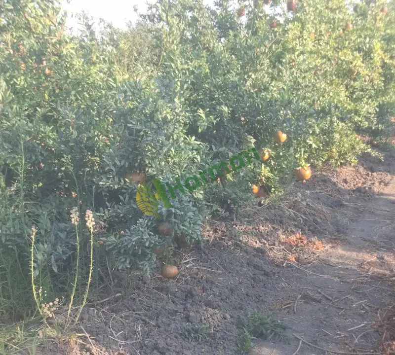 NAR hal fiyatı